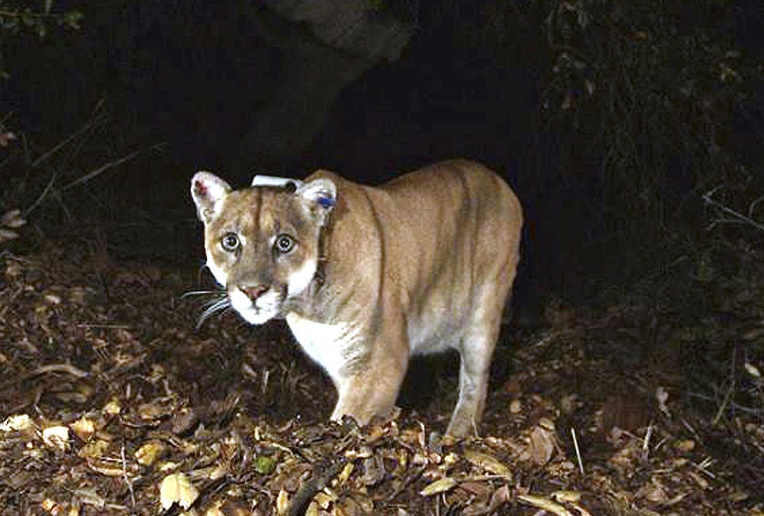 Red puma pill report 2025
